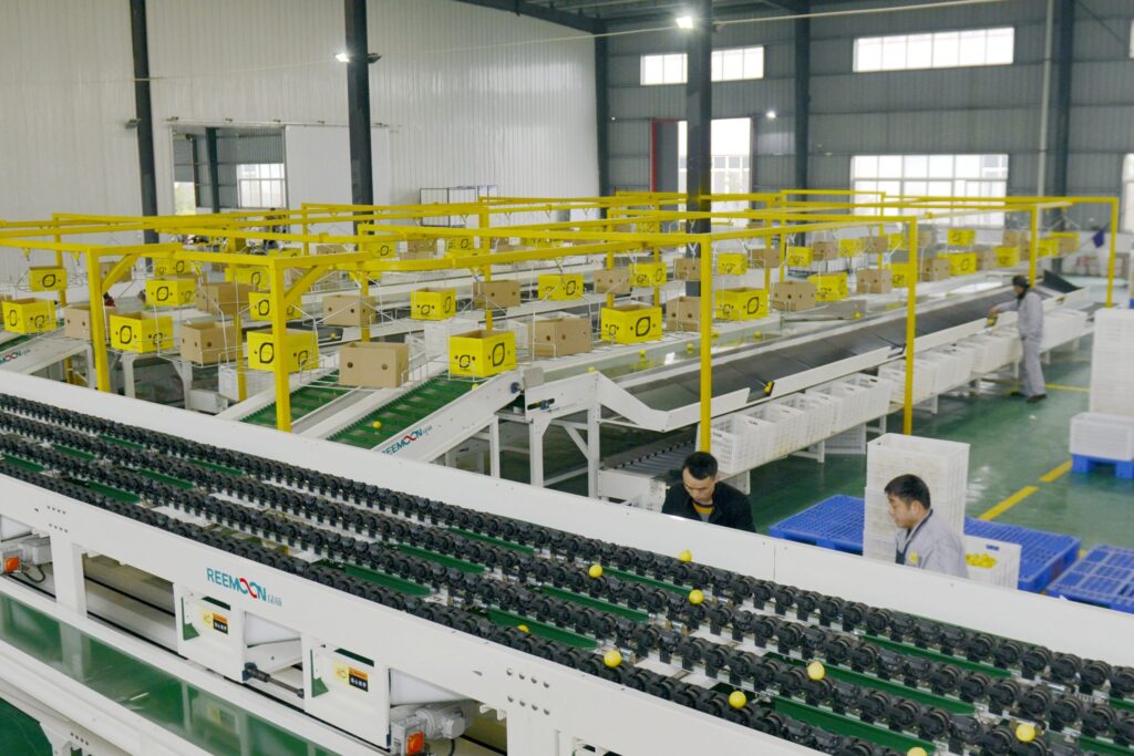 Clasificadora electrónica REEMOON instalada en planta de poscosecha